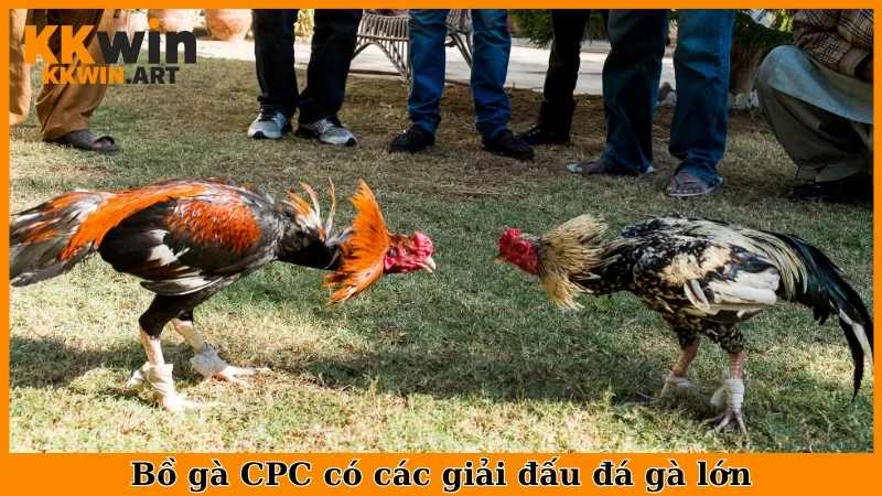 Bồ gà CPC có các giải đấu đá gà lớn