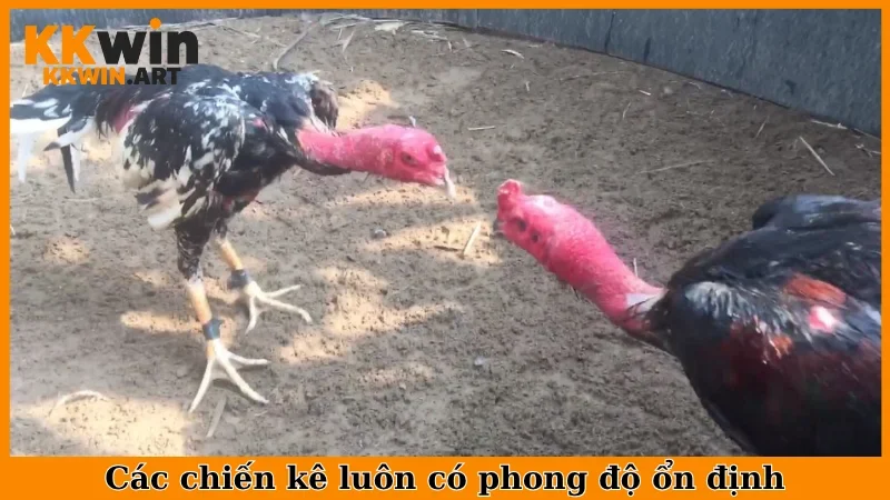 Các chiến kê luôn có phong độ ổn định