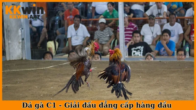Đá gà C1