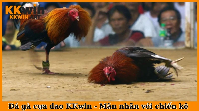 Đá gà cựa dao