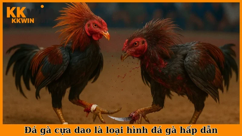 Đá gà cựa dao là loại hình đá gà hấp dẫn 