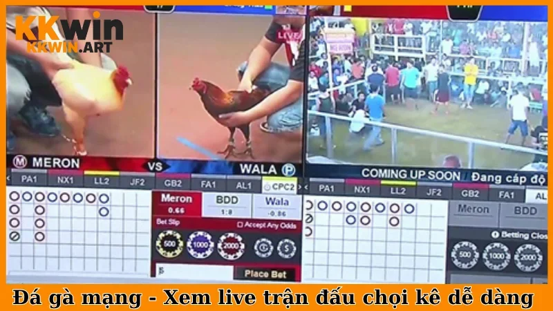 Đá Gà Mạng