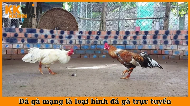 Đá gà mạng là loại hình thức đá gà trực tuyến