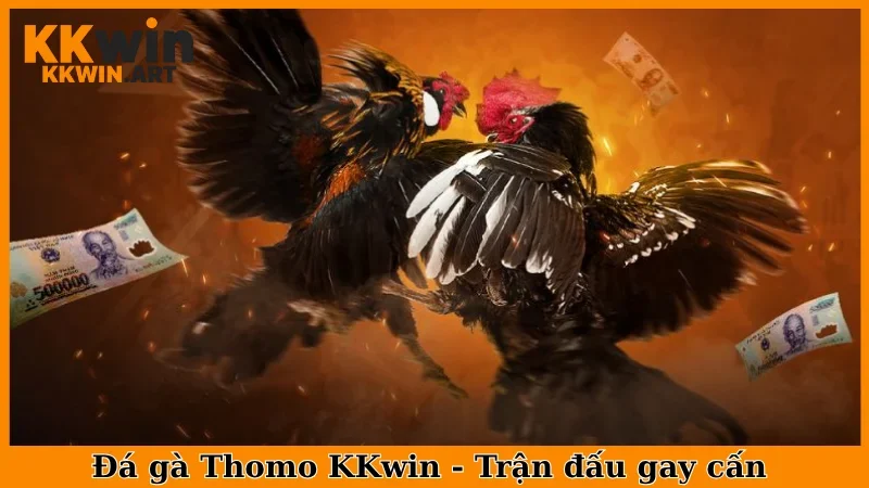Đá Gà Thomo