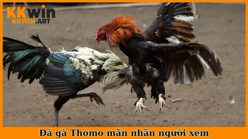 Đá gà Thomo mãn nhãn người xem