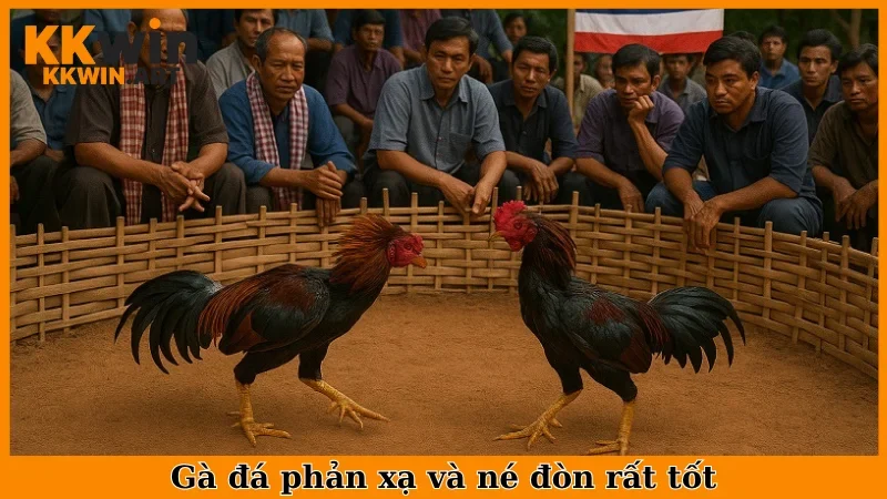 Gà đá phản xạ và né đòn rất tốt