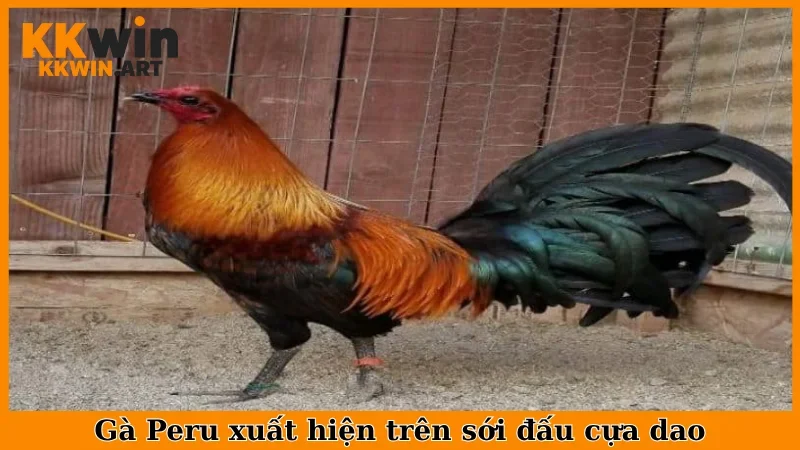 Gà Peru xuất hiện trên sới đấu cựa dao