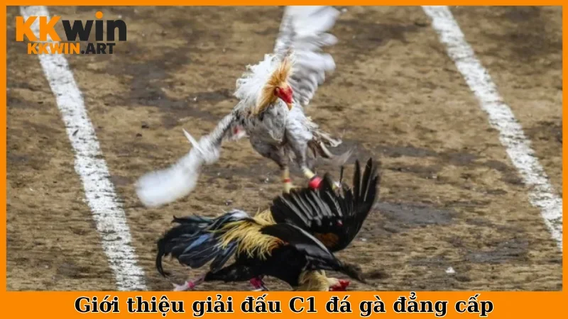 Giới thiệu giải đấu C1 đá gà đẳng cấp