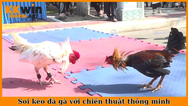 Soi kèo đá gà với chiến thuật thông minh