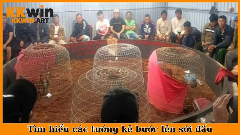 Tìm hiểu các tướng kê bước lên sới đấu