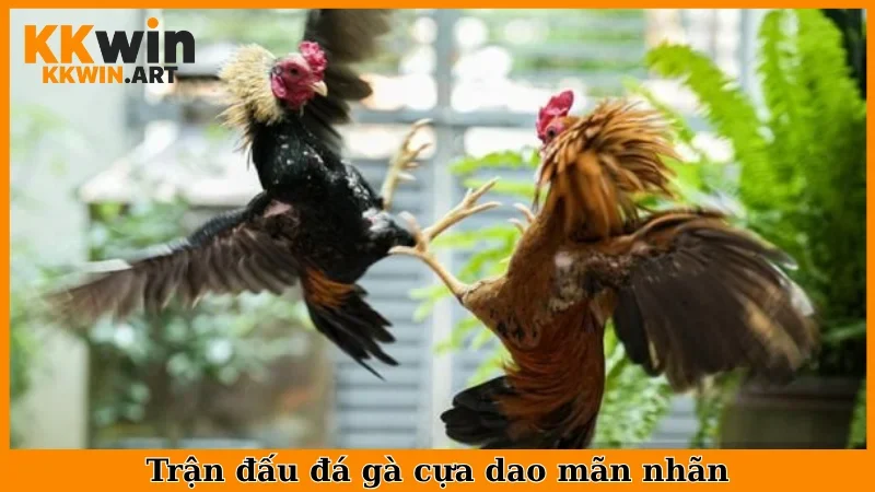 Trận đấu đá gà cựa dao mãn nhãn