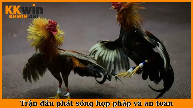 Trận đấu phát sóng hợp pháp và an toàn