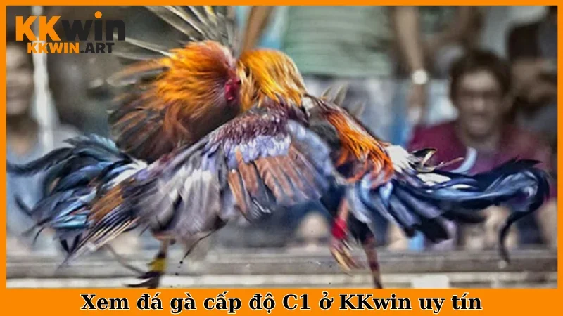 Xem đá gà cấp độ C1 ở KKwin uy tín