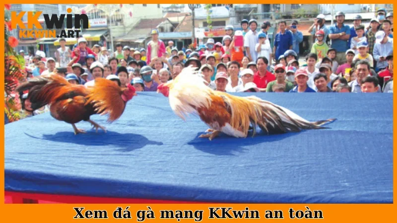 Xem đá gà mạng KKwin an toàn